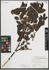 Foto von Salix mielichhoferi Saut.